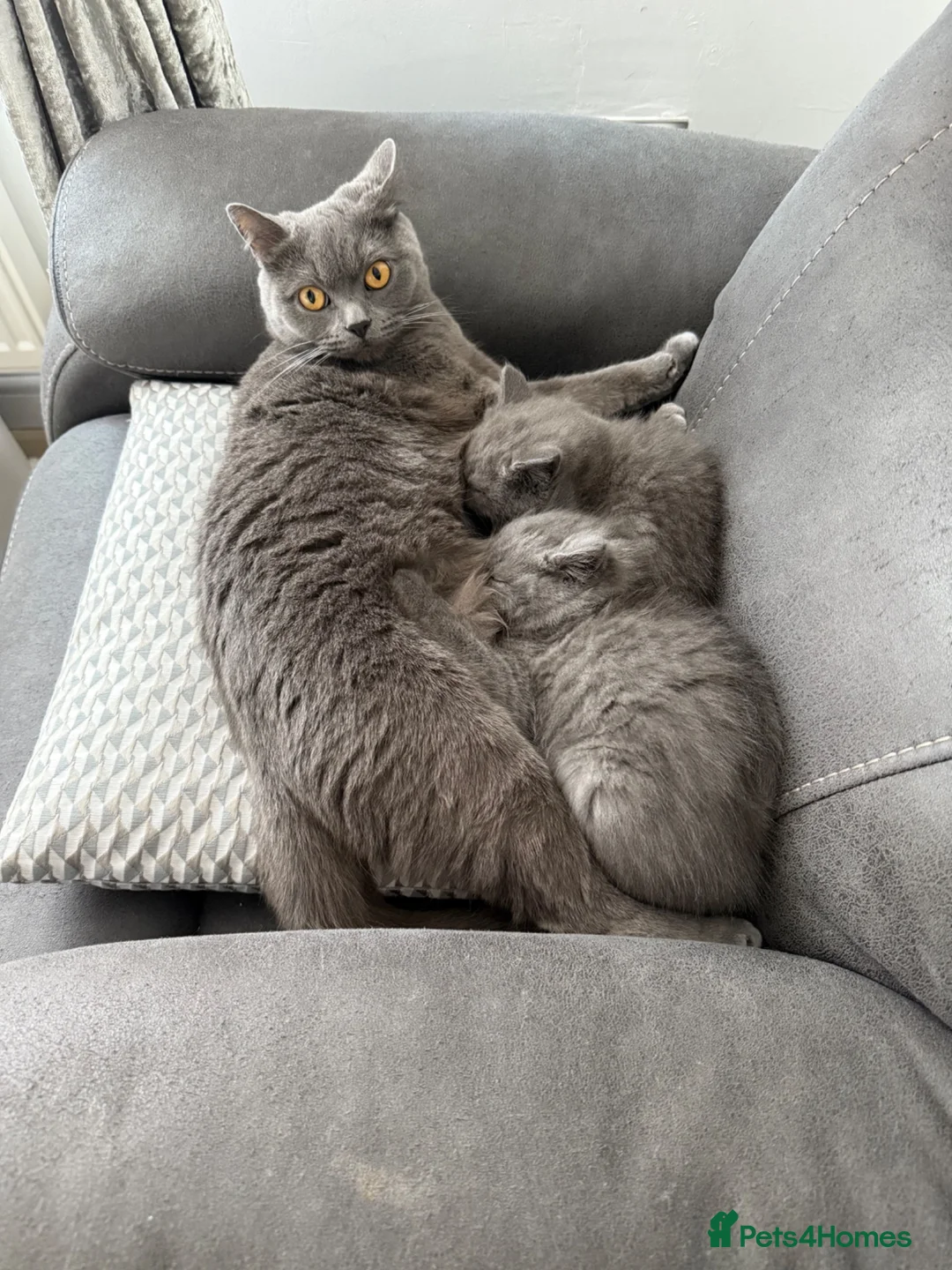 British Longhair cats for sale: British shorthair kittens “Ready now” - Advert 1