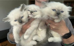 Ragdoll cats for sale: Amazing Ragdoll Babies - Image 17