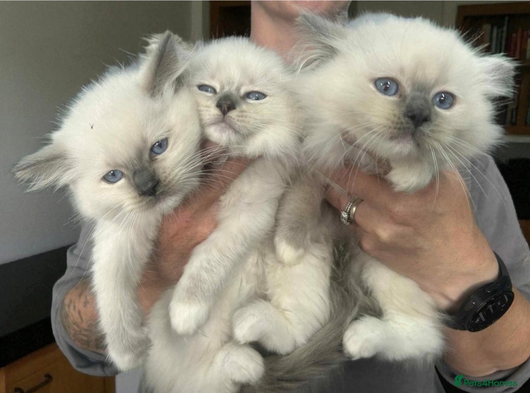 Ragdoll cats for sale: Amazing Ragdoll Babies - Image 17