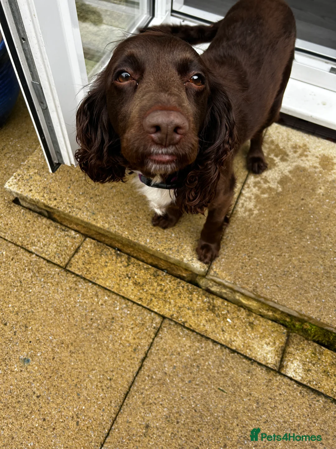 Cocker Spaniel dogs for sale: 6 year old cocker spaniel  - Advert 2
