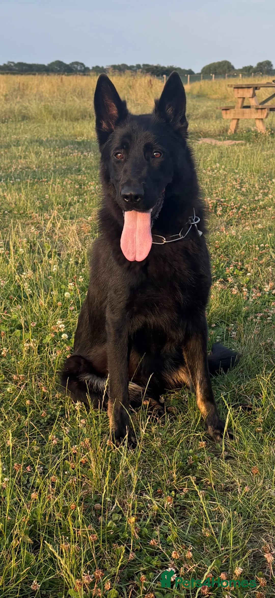 German Shepherd dogs for sale: 11 month Slovakian import female  - Advert 4