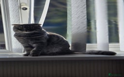 Scottish Fold cats for sale: Scottish Fold Indoor Kitten  in Skelmersdale - Image 4