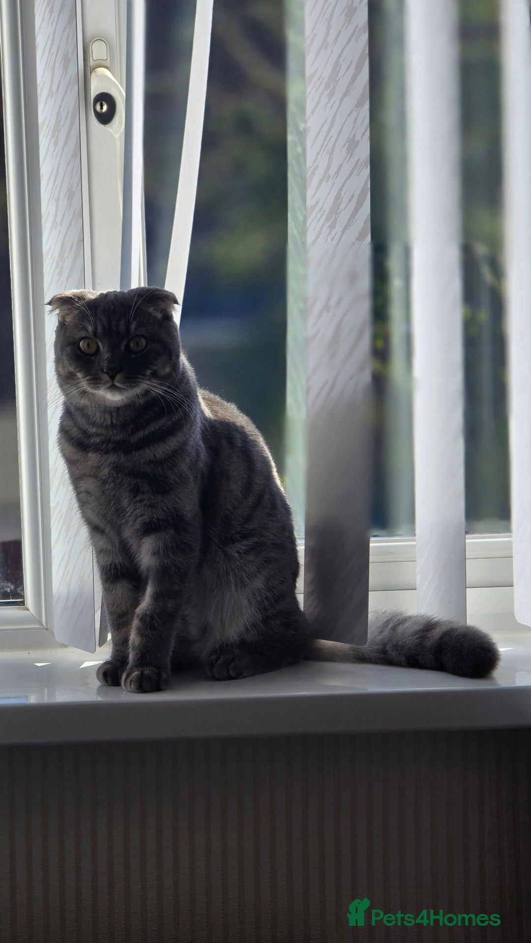 Scottish Fold cats for sale: Scottish Fold Indoor Kitten  in Skelmersdale - Image 4