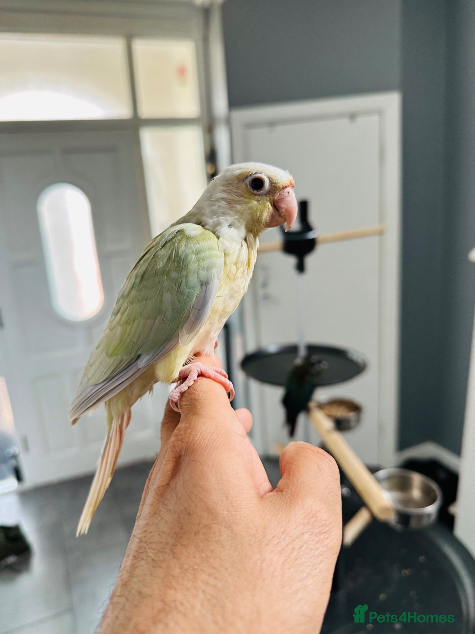 Conures birds Super Tame Baby Parrot Conures - Advert 2
