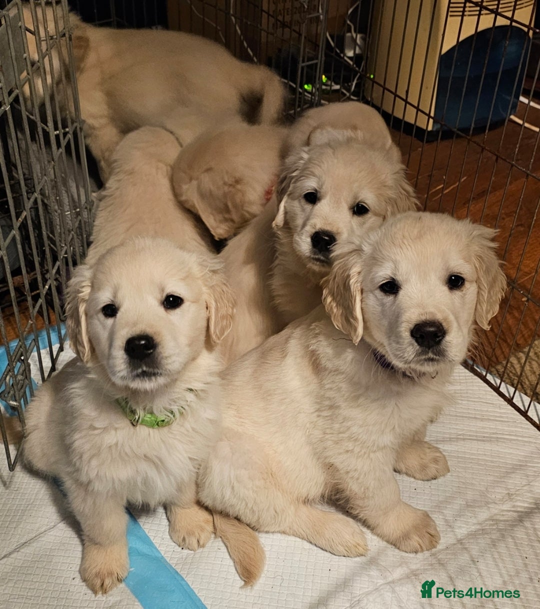 Golden Retriever dogs for sale: Beautiful Golden Retriever Puppies  - Advert 7