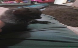 Mixed Breed cats for sale: Kittens - Image 3