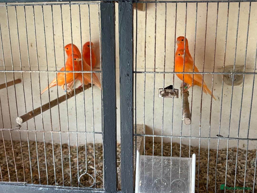 Canaries birds for sale: Red Factor Canaries - Image 2