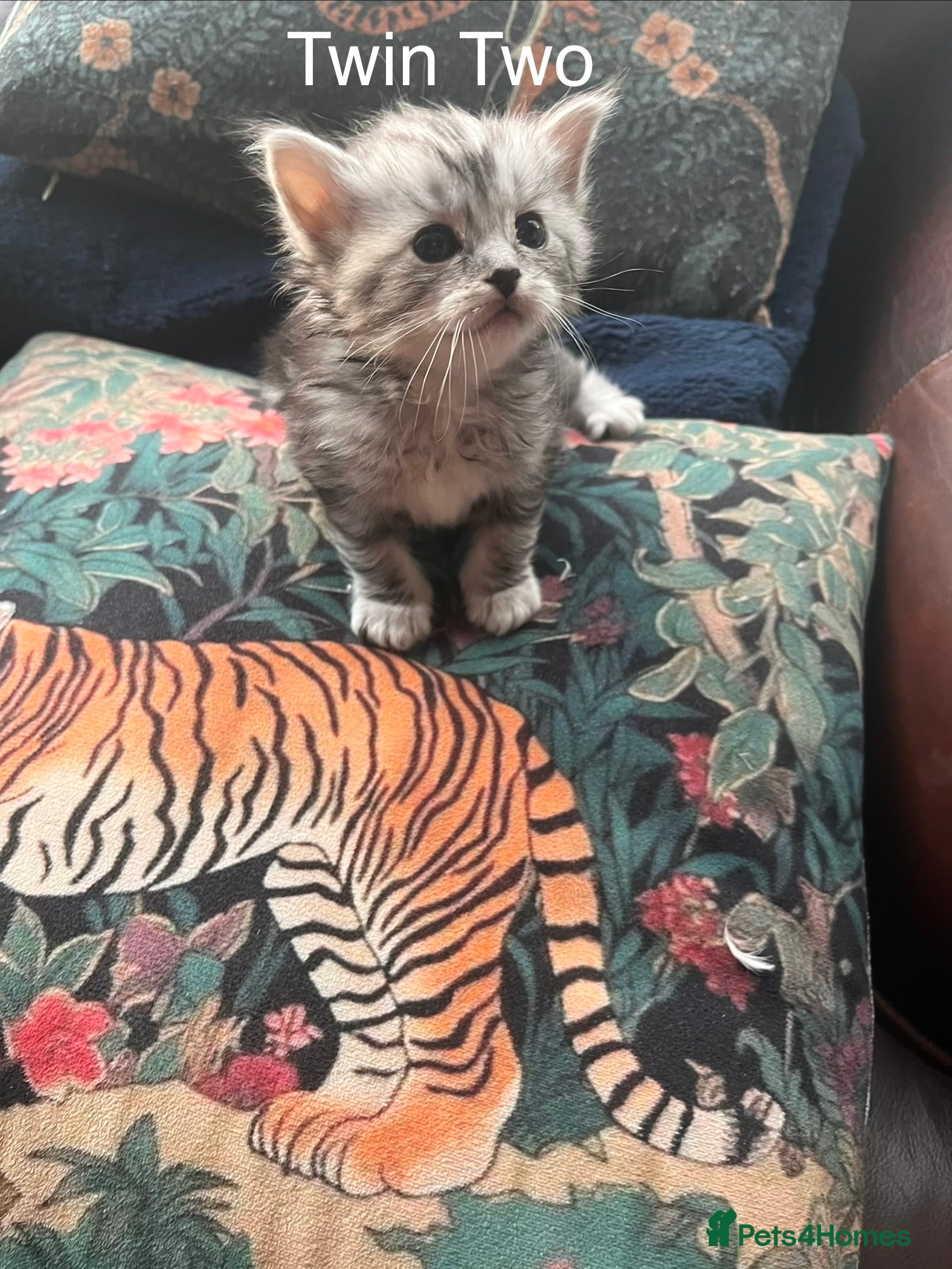 Mixed Breed cats Beautiful Ragdoll and Persian Mix Kittens - Advert 7