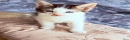 Mixed Breed cats for sale: British Tabby Kittens – Ready Now - Advert 10