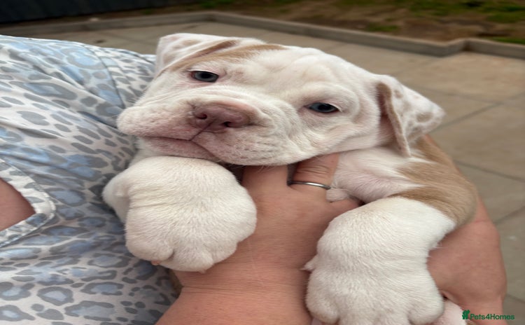 Olde English Bulldogge dogs - Advert 1