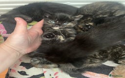 Mixed Breed cats for sale: Only 1 black male available - Image 3