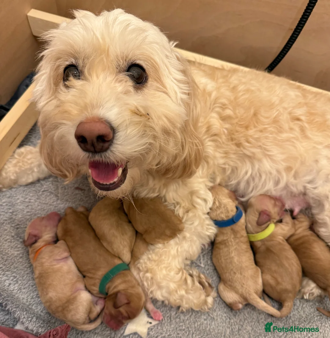 Cockapoo dogs for sale: ✨ Exceptional F2 Miniature Cockapoo Puppies ✨ - Advert 1