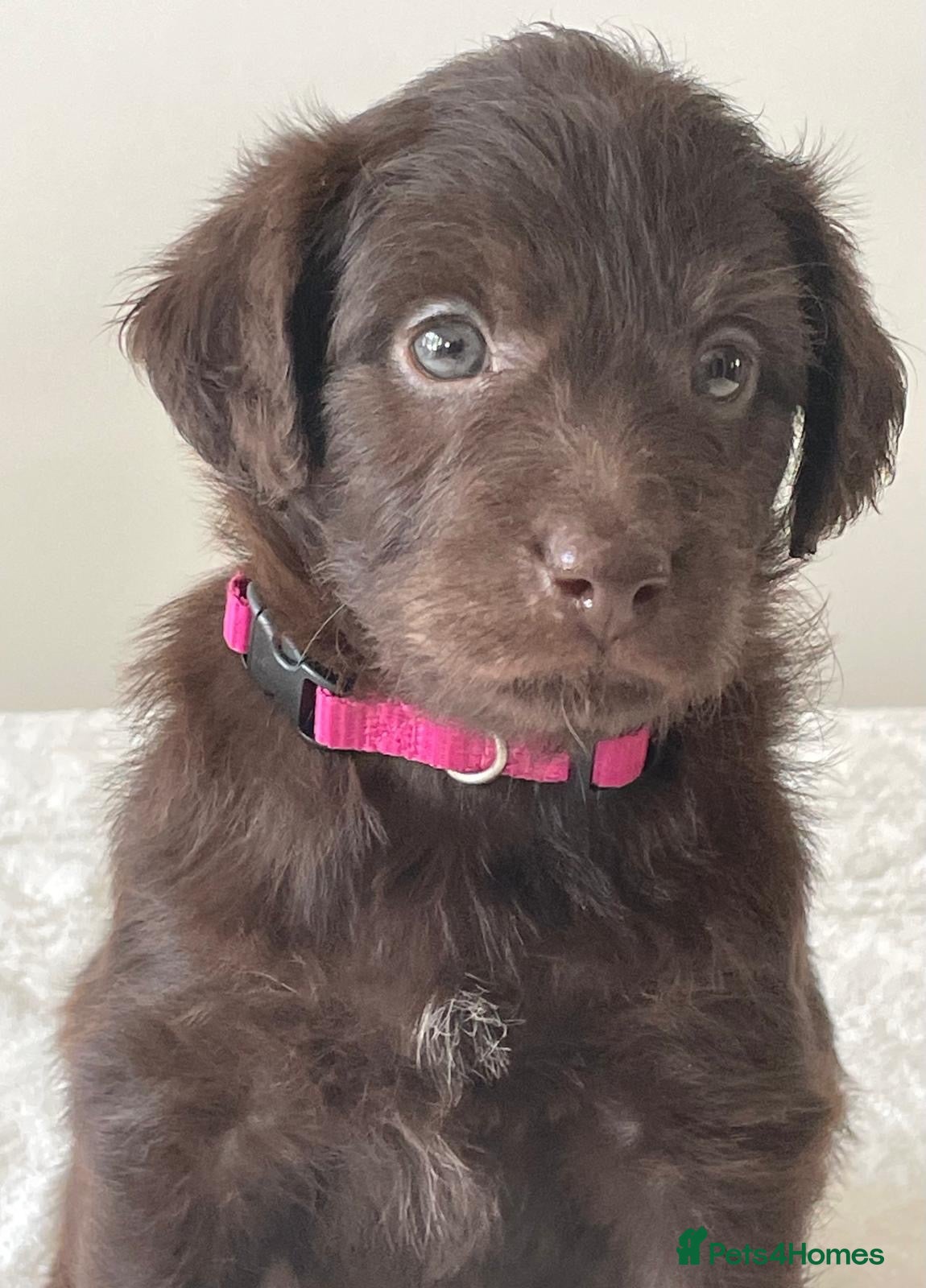 Labradoodle dogs Last few remaining - Miniature merle labradoodles  - Advert 2