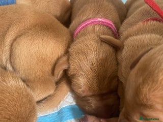 Hungarian Vizsla dogs - Advert 17