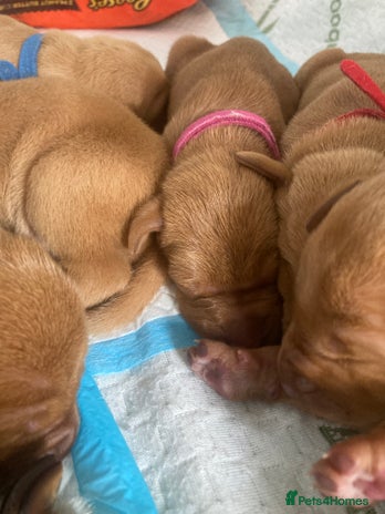 Hungarian Vizsla dogs - Advert 4