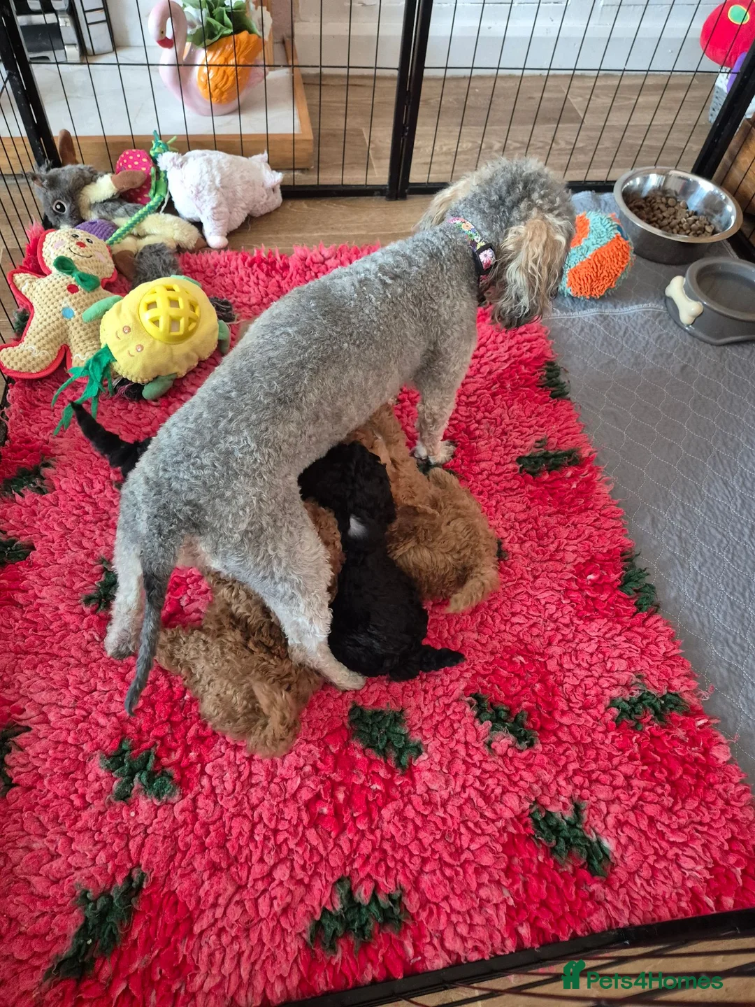 Toy Poodle dogs for sale: KC mini toy poodles - Advert 7