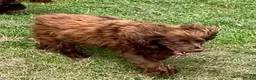 Cockapoo dogs for sale: Gorgeous PRA clear F1 Cockapoo puppies READY NOW - Advert 12