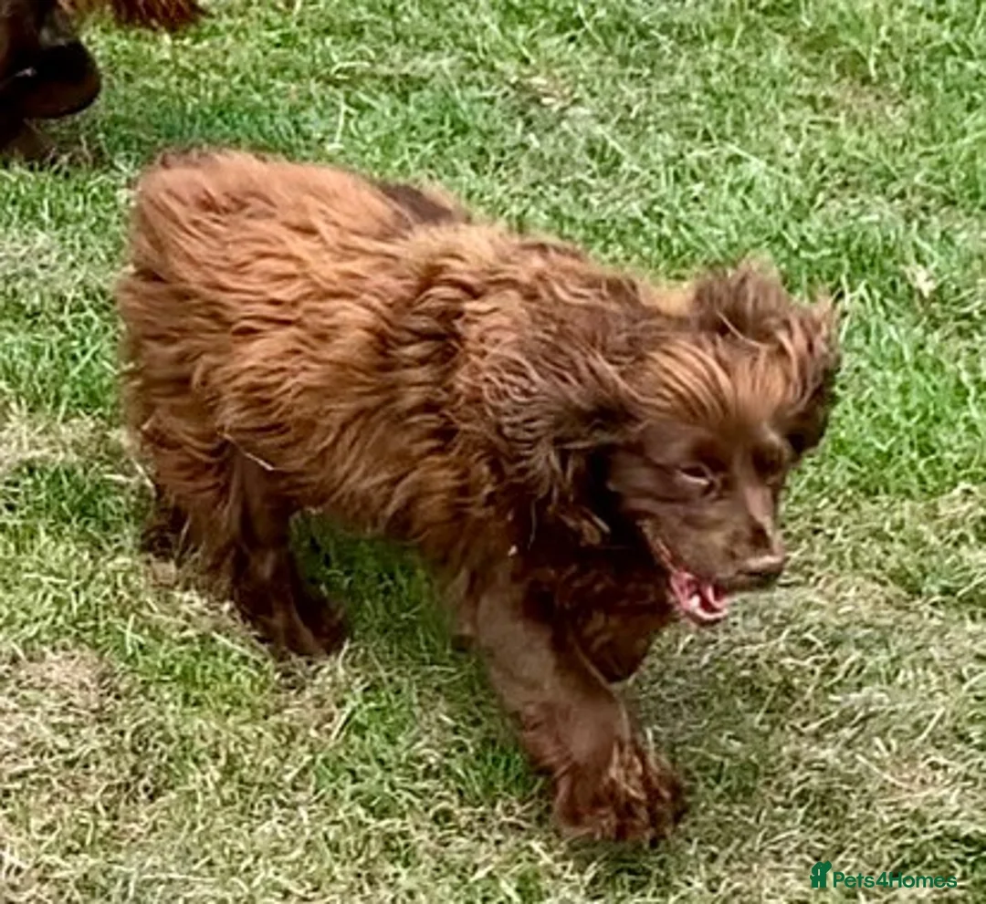 Cockapoo dogs for sale: Gorgeous PRA clear F1 Cockapoo puppies READY NOW - Advert 12