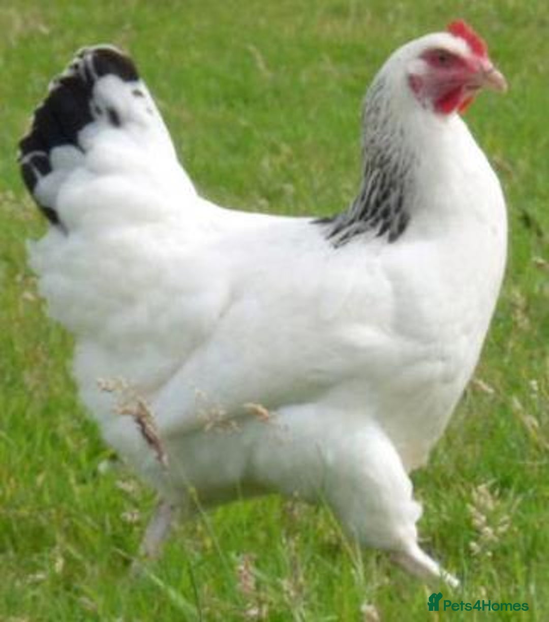 Chickens poultry for sale: Chickens for sale - Advert 5