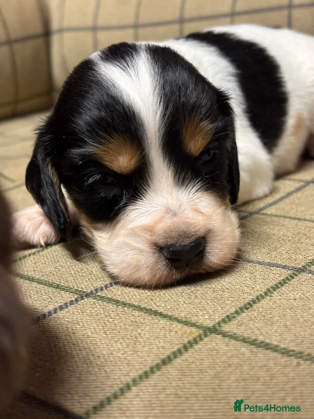 Cocker Spaniel dogs for sale: Stunning Cocker Spaniel Puppies  - Advert 9