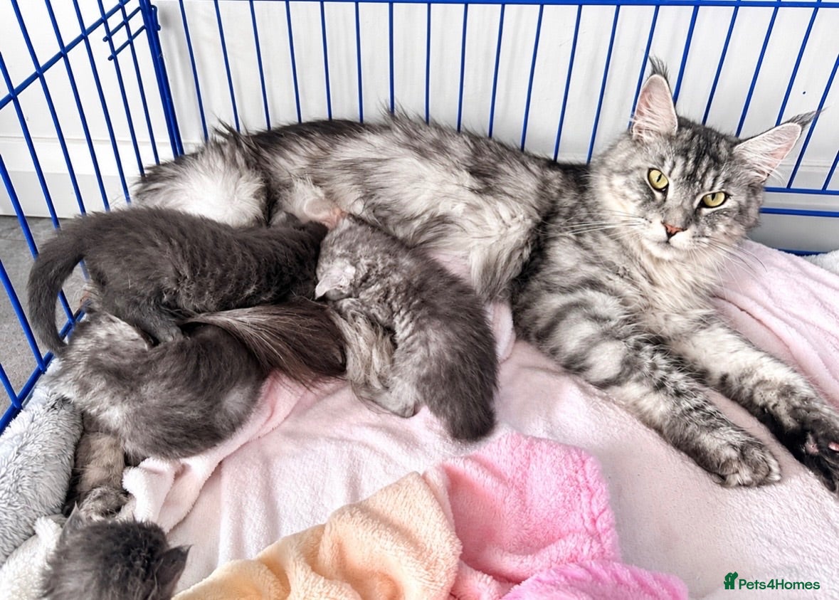 Maine Coon cats 🐾 Beautiful Maine Coon Kittens  - Advert 4