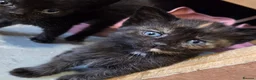 Domestic Shorthair cats for sale: 5 Beautiful female kittens for sale  - Advert 18