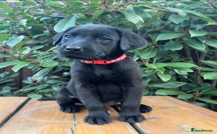 Labrador Retriever dogs - Advert 8