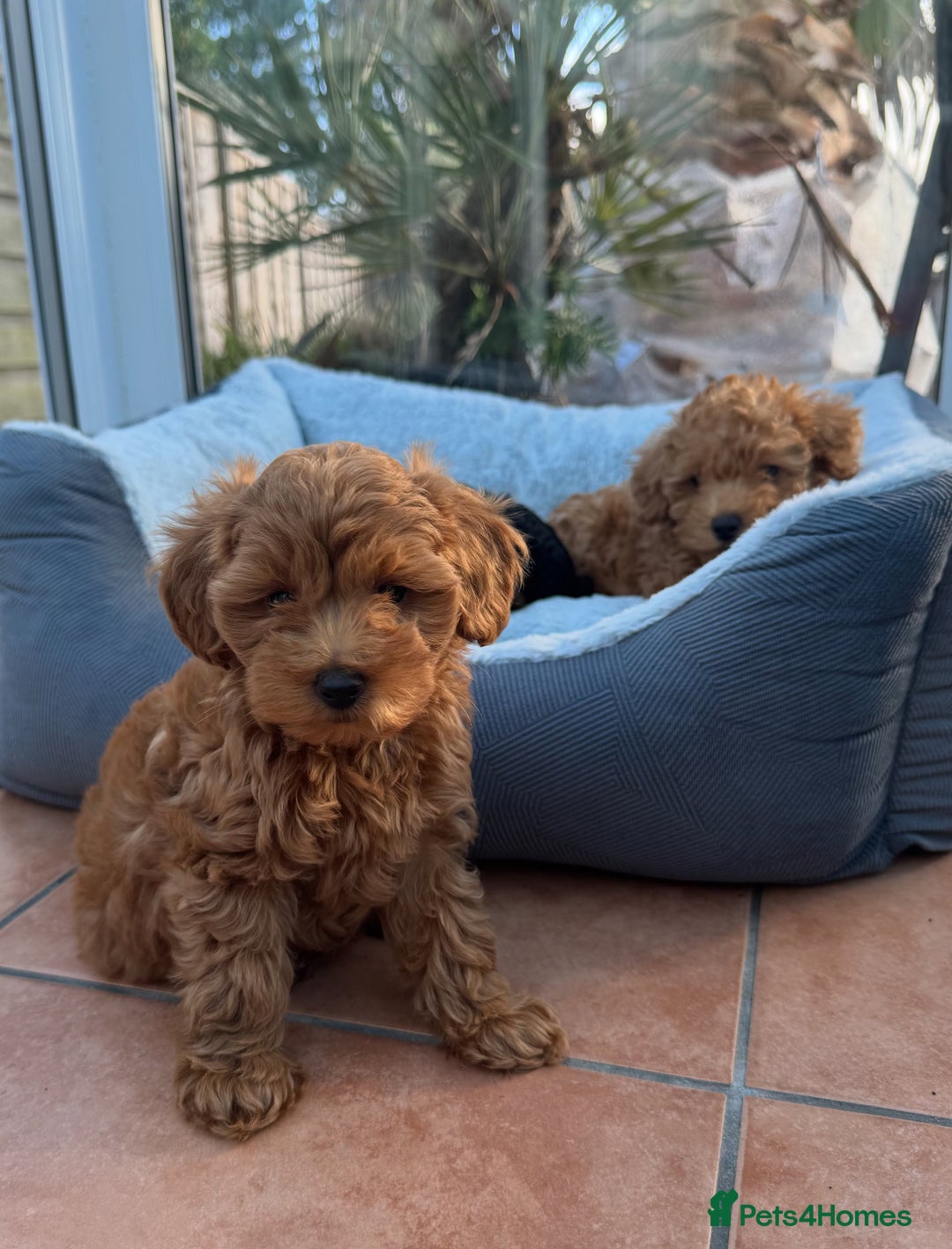 Schnoodle dogs for sale: Schnoodle puppies  - Advert 8