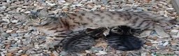 Mixed Breed cats for sale: Loving Tabby Kitten  - Advert 2