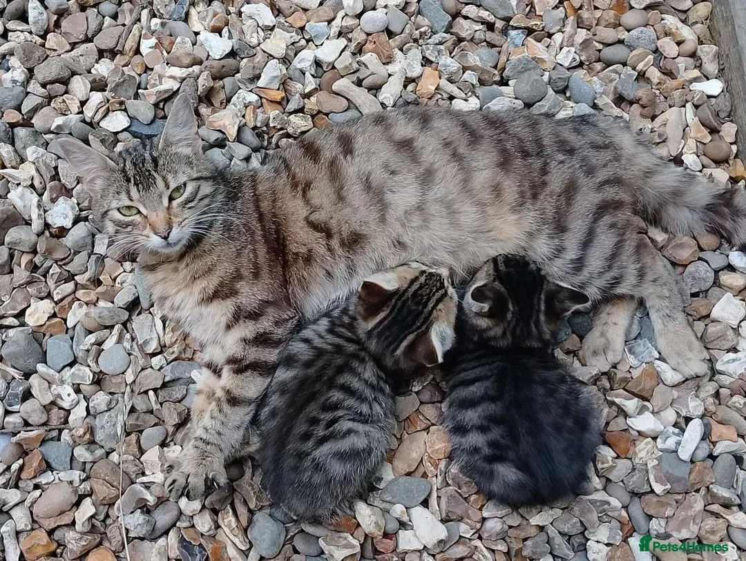 Mixed Breed cats for sale: Loving Tabby Kitten  - Advert 2
