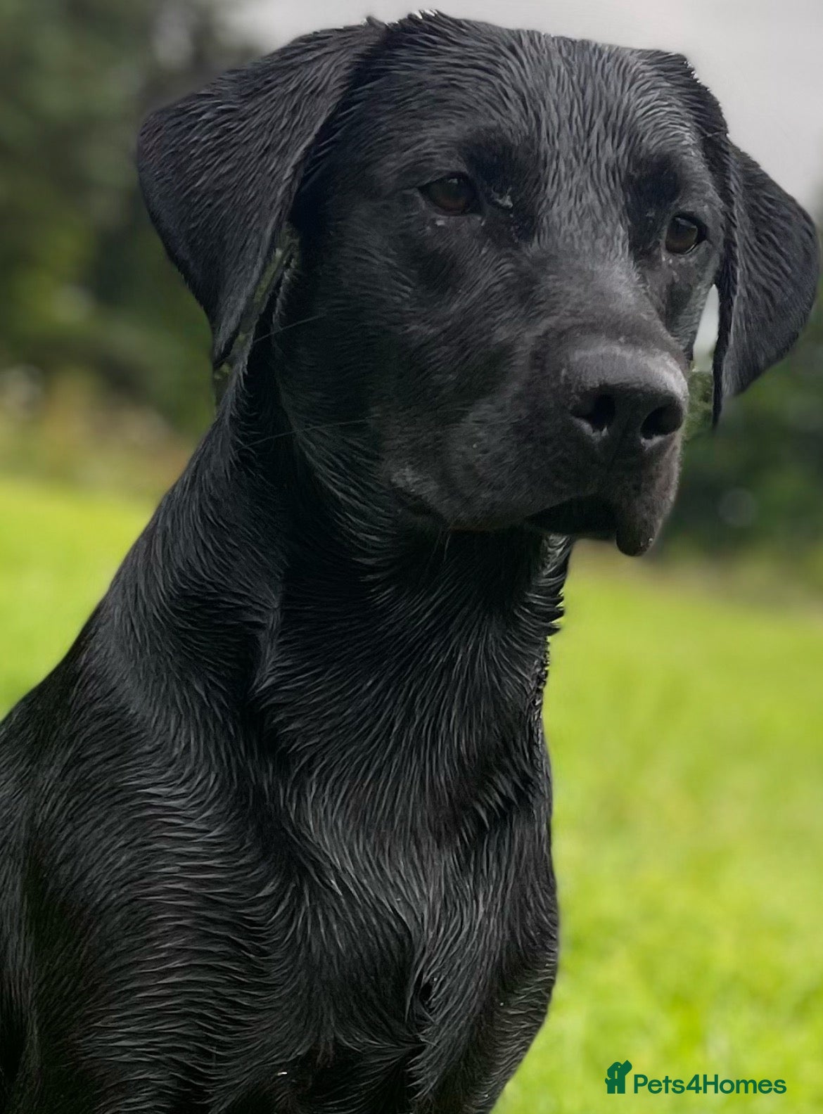 Labrador Retriever dogs KC REG LABRADOR for STUD  - Advert 18