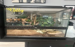 Gecko reptiles for sale: Crested Gecko  - Image 2