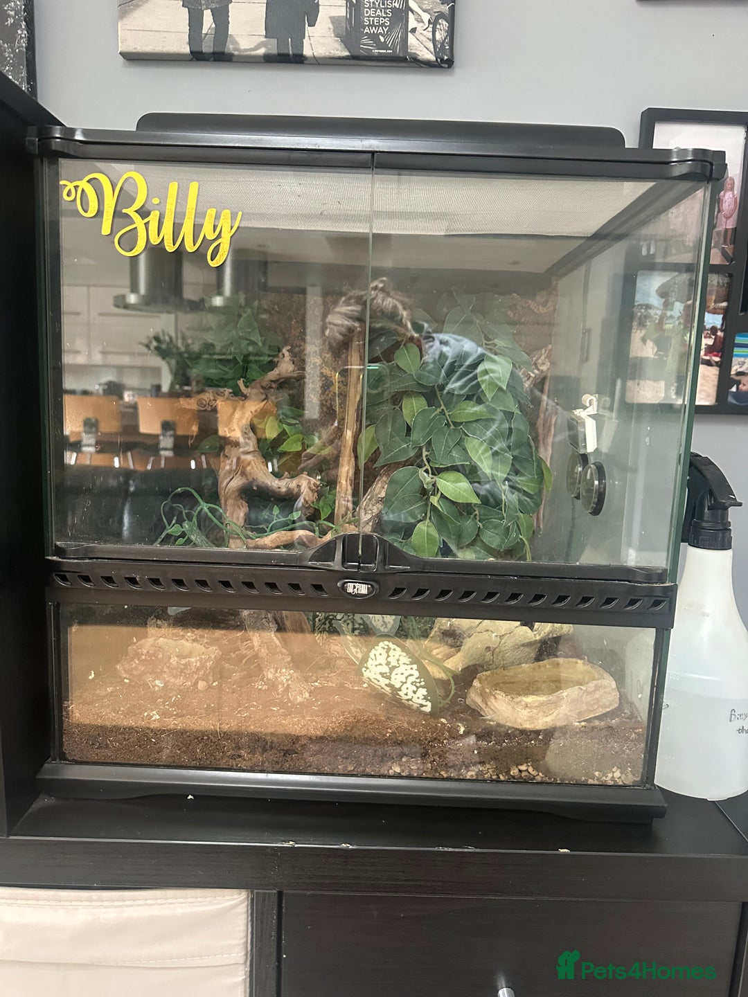 Gecko reptiles for sale: Crested Gecko  - Image 2