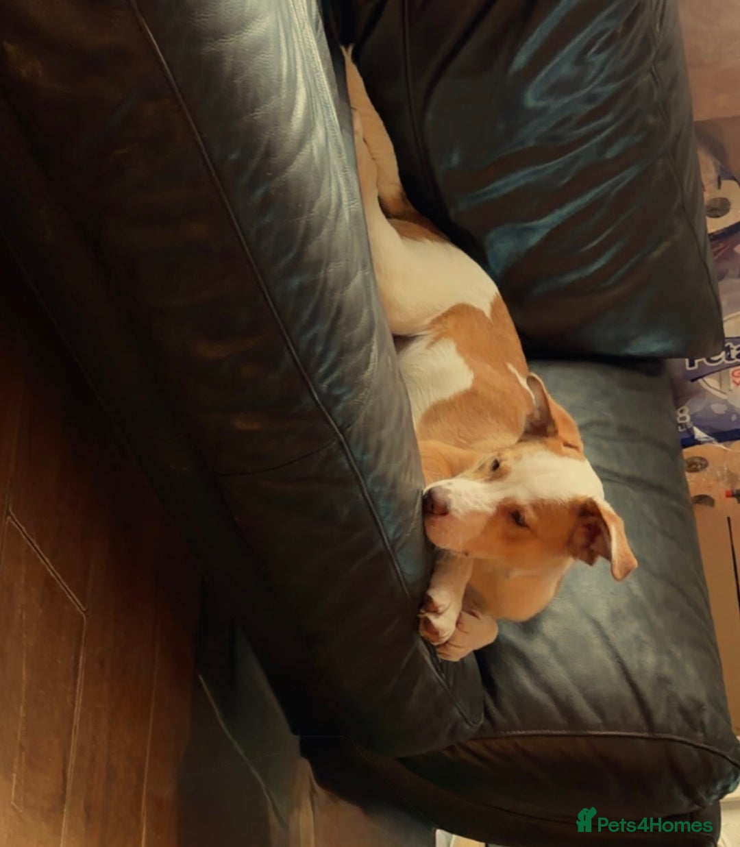 Mixed Breed dogs for sale: 1 puppy  - Advert 4