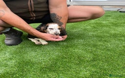 Basset Hound dogs for sale: Basset hound puppies for sale - Image 22