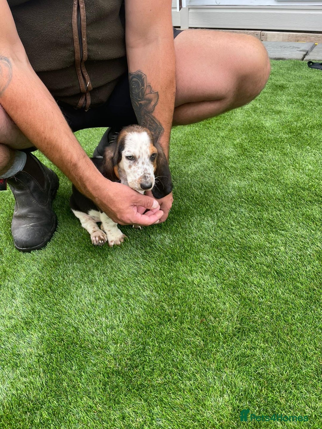 Basset Hound dogs for sale: Basset hound puppies for sale - Image 22