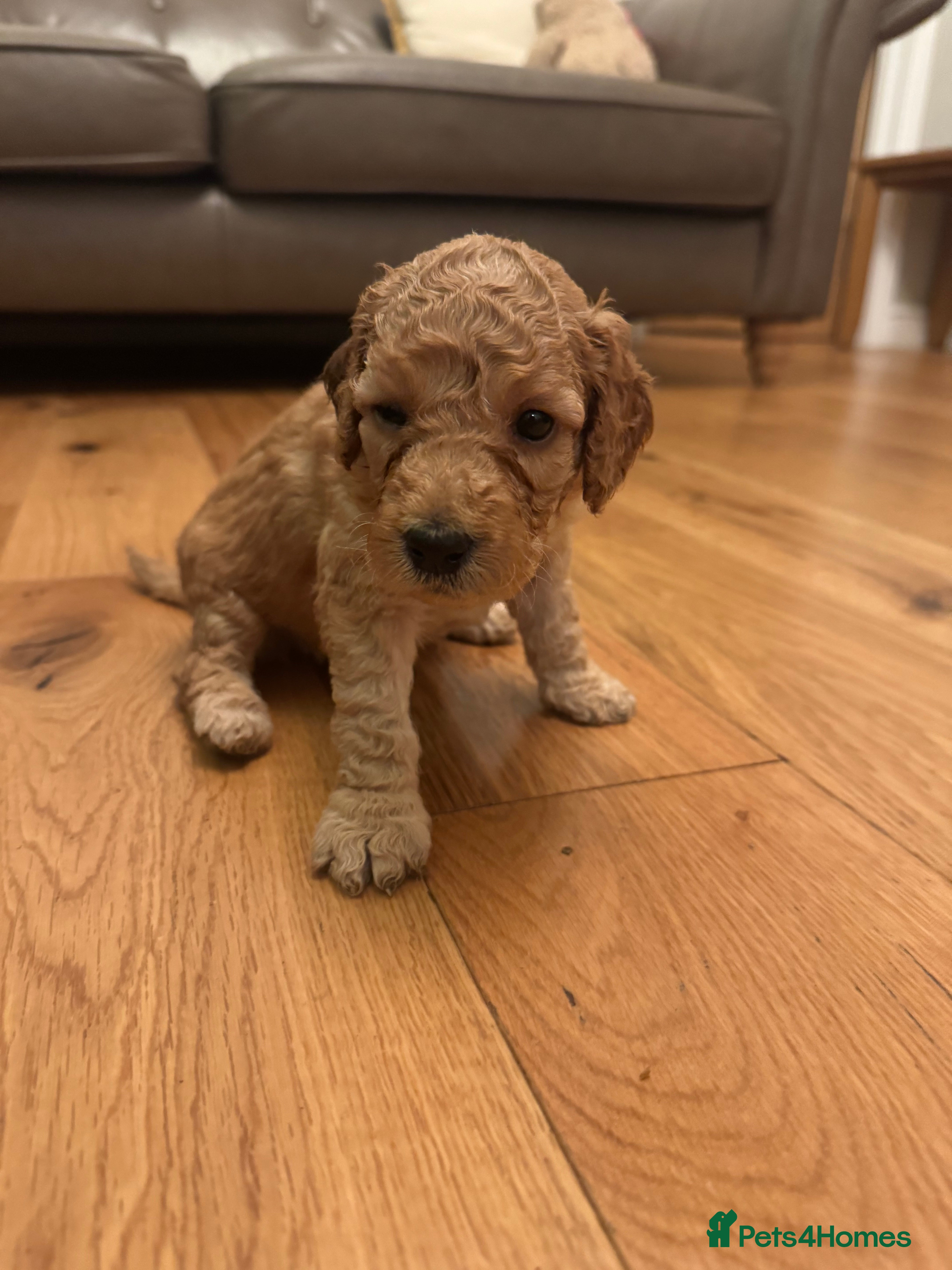 Labradoodle dogs ❤️ Beautiful Red F1b Labradoodle Puppies ❤️ - Advert 2