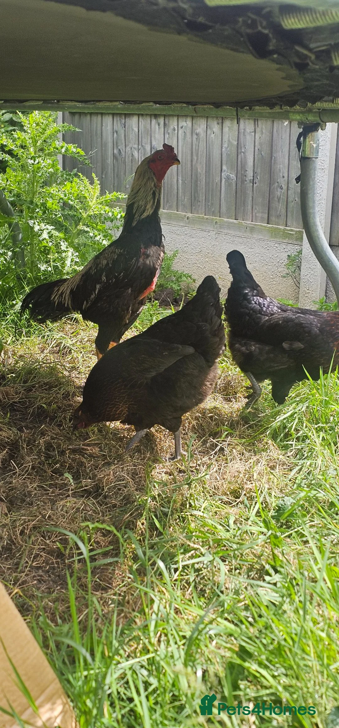 Chickens poultry for sale: 2 chicken  in Stockton-on-Tees - Advert 1