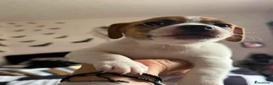 Jackshund 1