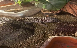 Leopard Gecko reptiles for sale: Leopard geckos - Image 1