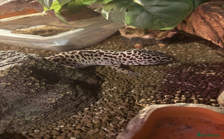 Leopard Gecko reptiles - Advert 11
