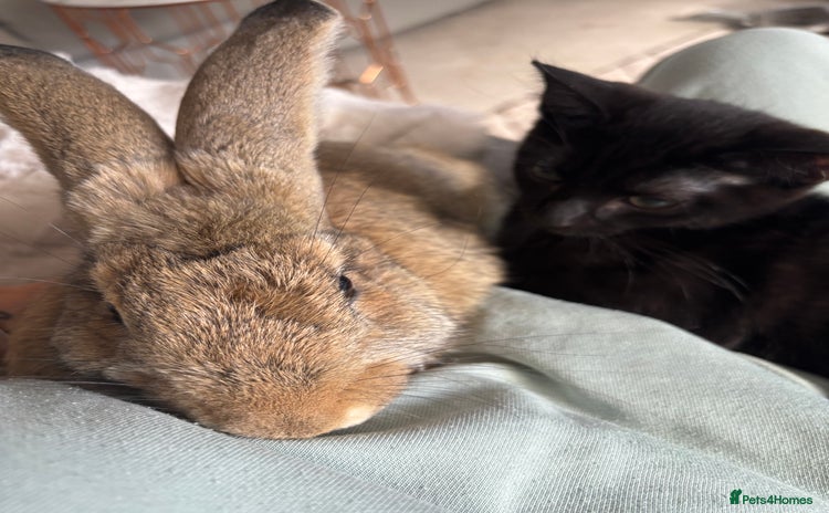 Continental Giant rabbits - Advert 1