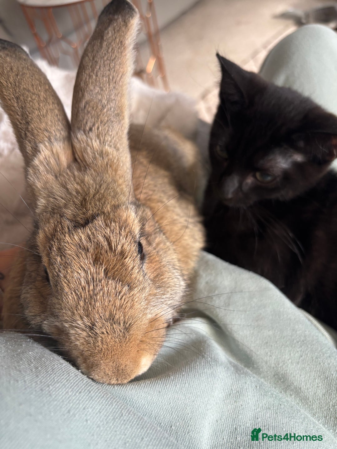 Continental Giant rabbits for sale: 7 beautiful Continental Giant - Image 1