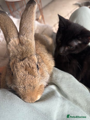Continental Giant rabbits - Advert 3