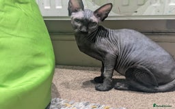 British Shorthair cats for sale: Sphynx boy and British shorthair girl  - Image 5