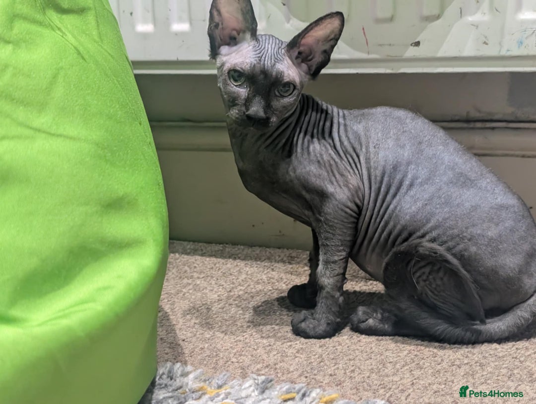 British Shorthair cats for sale: Sphynx boy and British shorthair girl  - Image 5