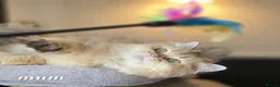 British Longhair cats for sale: Stunning British Longhair Kittens–TICA Registered - Advert 4