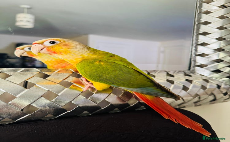 Conures birds - Advert 10
