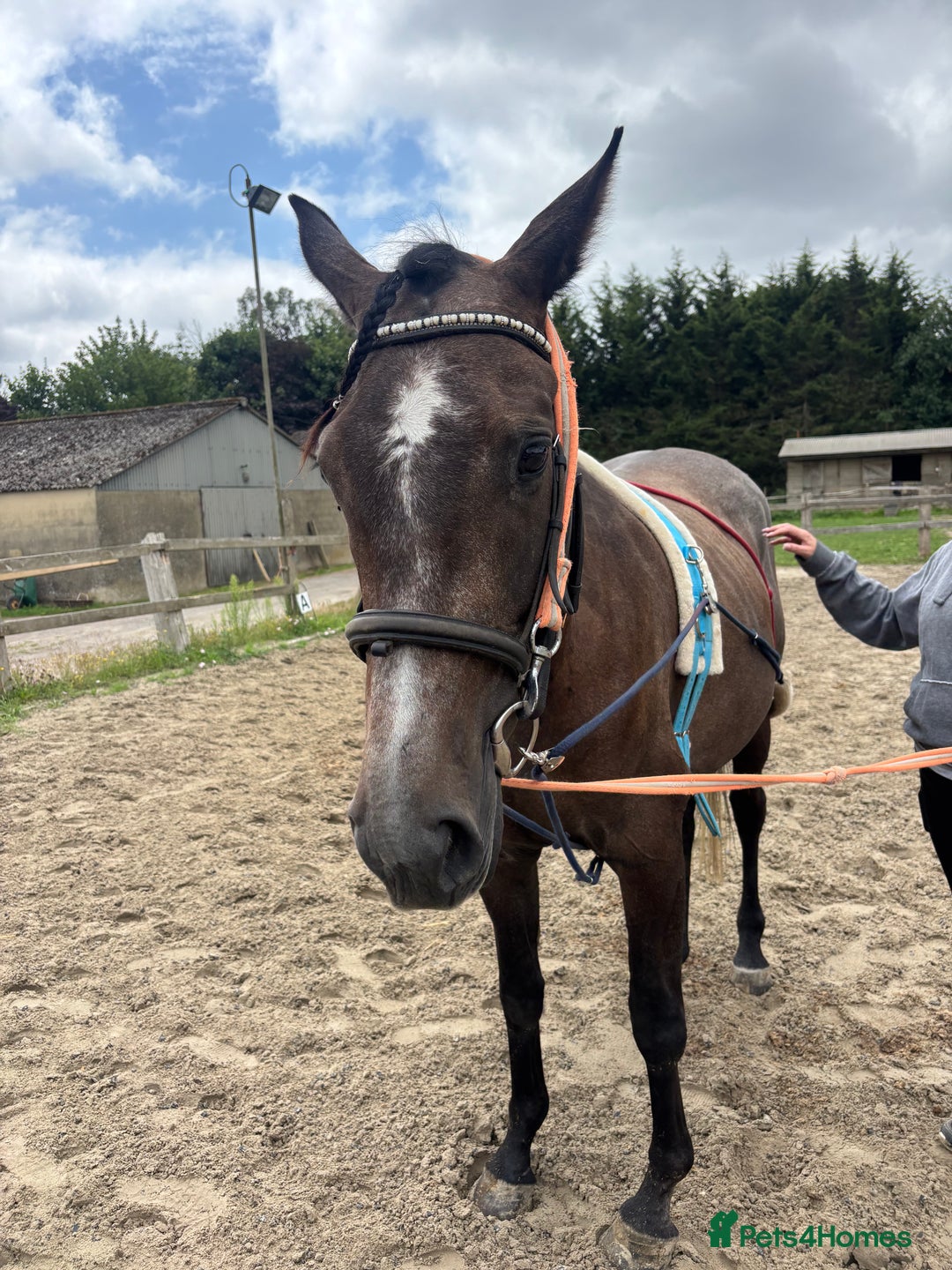 Irish Thoroughbred horses for sale: X3 super types with amazing temperaments  - Image 7