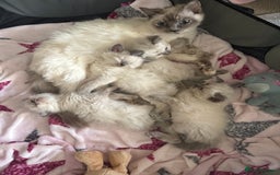 Ragdoll cats for sale: Pure breed - Advert 1